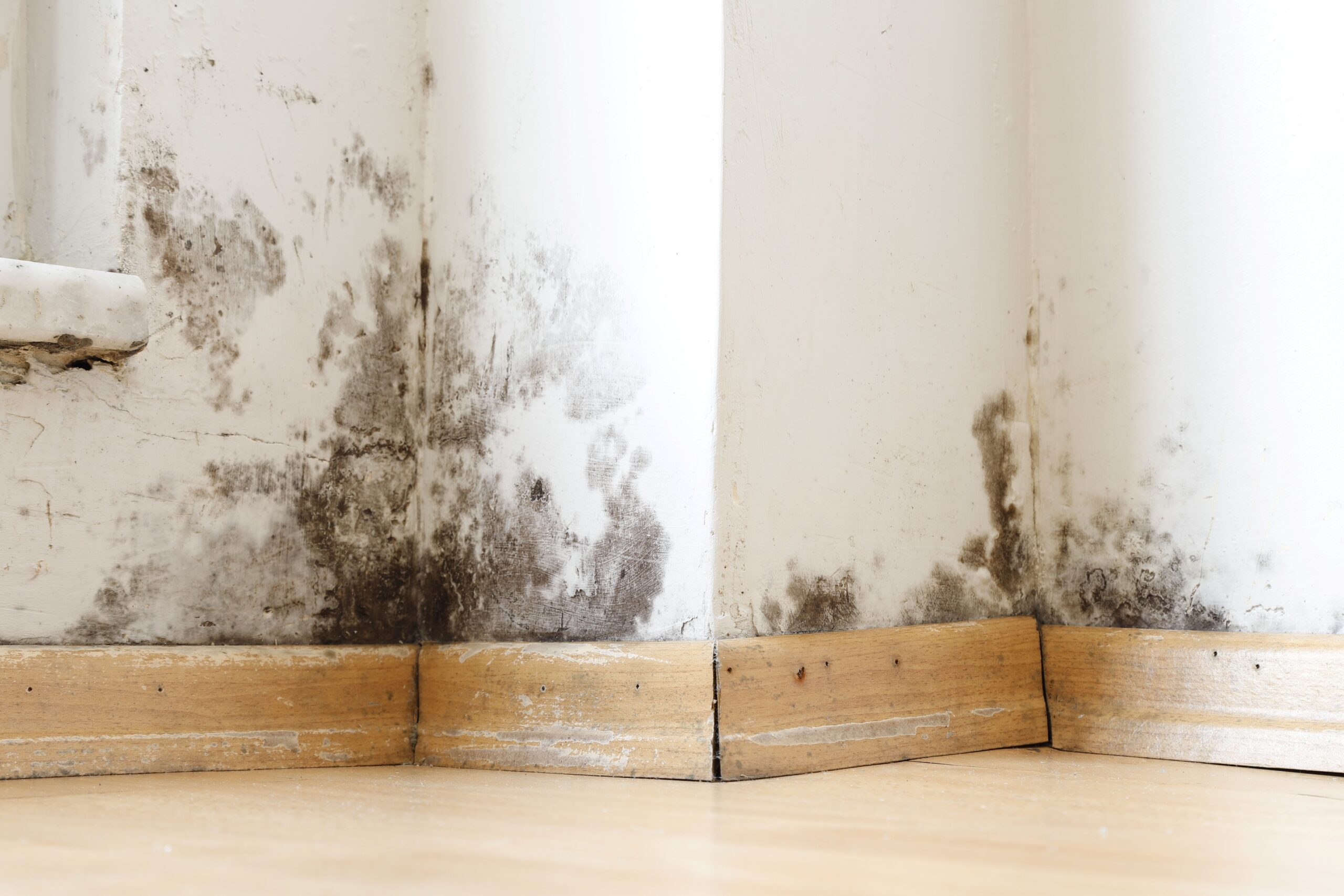 mold in house after flooding